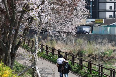 발안천 벚꽃길 풍경 C1KS5234_resize.JPG