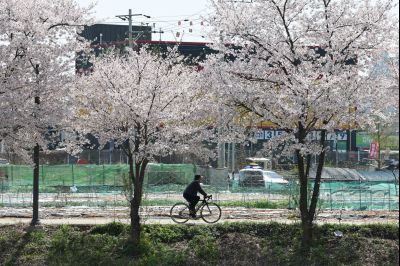 발안천 벚꽃길 풍경 C1KS5237_resize.JPG