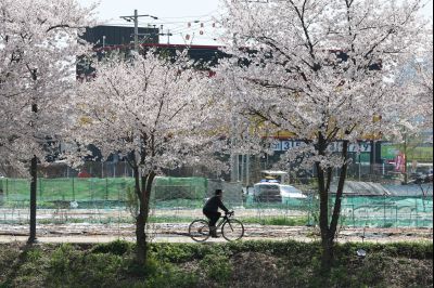 발안천 벚꽃길 풍경 C1KS5238_resize.JPG