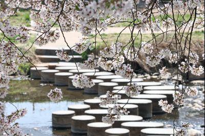 발안천 벚꽃길 풍경 C1KS5241_resize.JPG