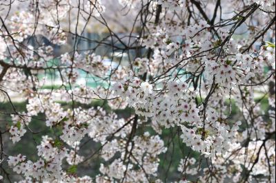 발안천 벚꽃길 풍경 C1KS5242_resize.JPG