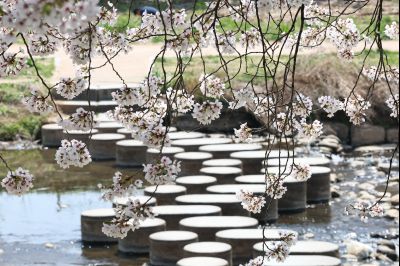 발안천 벚꽃길 풍경 C1KS5243_resize.JPG