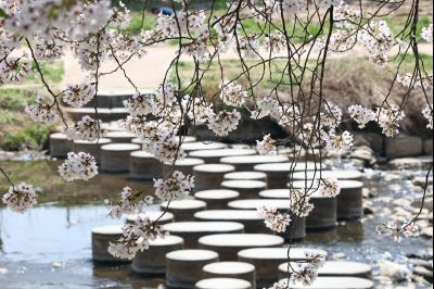 발안천 벚꽃길 풍경 C1KS5244_resize.JPG