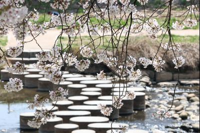 발안천 벚꽃길 풍경 C1KS5245_resize.JPG