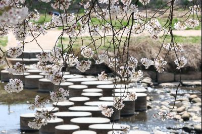 발안천 벚꽃길 풍경 C1KS5246_resize.JPG
