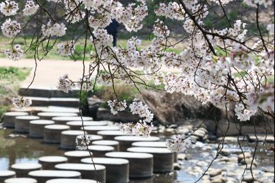 발안천 벚꽃길 풍경 C1KS5247_resize.JPG