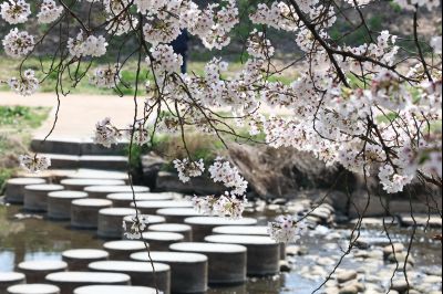 발안천 벚꽃길 풍경 C1KS5248_resize.JPG