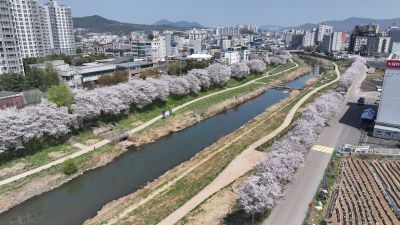 발안천 벚꽃길 및 발안시가지,향남역 일원 항공사진 DJI_20260412193245_0092_D_resize.JPG