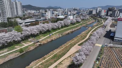 발안천 벚꽃길 및 발안시가지,향남역 일원 항공사진 DJI_20260412193245_0093_D_resize.JPG