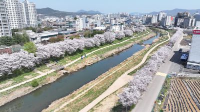 발안천 벚꽃길 및 발안시가지,향남역 일원 항공사진 DJI_20260412193245_0094_D_resize.JPG