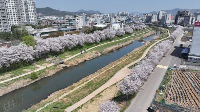 발안천 벚꽃길 및 발안시가지,향남역 일원 항공사진 DJI_20260412193250_0095_D_resize.JPG