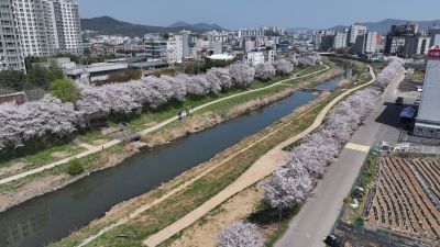 발안천 벚꽃길 및 발안시가지,향남역 일원 항공사진 DJI_20260412193250_0096_D_resize.JPG