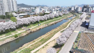 발안천 벚꽃길 및 발안시가지,향남역 일원 항공사진 DJI_20260412193250_0097_D_resize.JPG