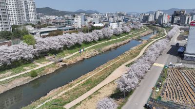 발안천 벚꽃길 및 발안시가지,향남역 일원 항공사진 DJI_20260412193258_0098_D_resize.JPG
