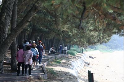 서신면 궁평리 해송군락지 산책로 C1KS2261_resize.JPG