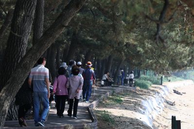 서신면 궁평리 해송군락지 산책로 C1KS2264_resize.JPG