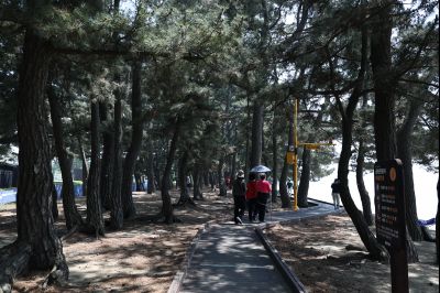 서신면 궁평리 해송군락지 산책로 C1KS2267_resize.JPG