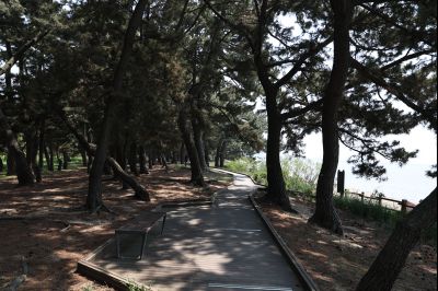 서신면 궁평리 해송군락지 산책로 C1KS2269_resize.JPG