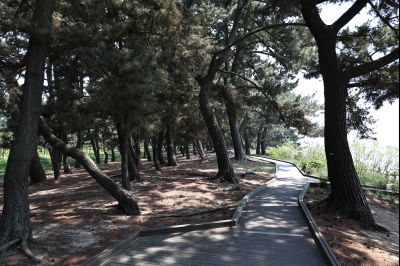 서신면 궁평리 해송군락지 산책로 C1KS2270_resize.JPG