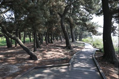서신면 궁평리 해송군락지 산책로 C1KS2271_resize.JPG