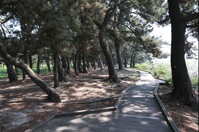 서신면 궁평리 해송군락지 산책로 C1KS2272_resize.JPG