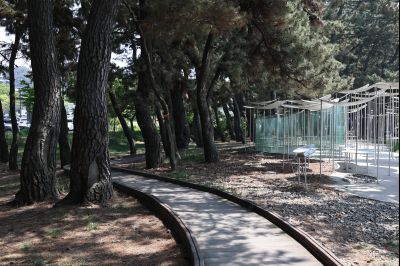 서신면 궁평리 해송군락지 산책로 C1KS2277_resize.JPG