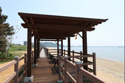 서신면 궁평리 해송군락지 산책로 C1KS2280_resize.JPG