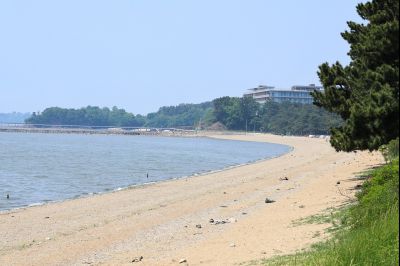 서신면 궁평리 해송군락지 산책로 C1KS2281_resize.JPG