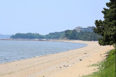 서신면 궁평리 해송군락지 산책로 C1KS2284_resize.JPG