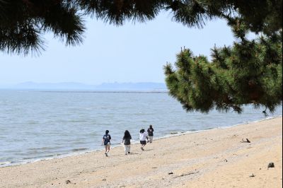 서신면 궁평리 해송군락지 산책로 C1KS2287_resize.JPG