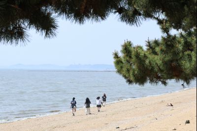 서신면 궁평리 해송군락지 산책로 C1KS2288_resize.JPG