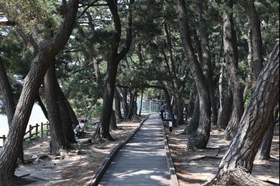 서신면 궁평리 해송군락지 산책로 C1KS2290_resize.JPG