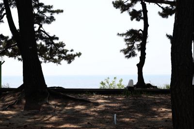 서신면 궁평리 해송군락지 산책로 C1KS2295_resize.JPG