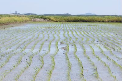 무인 이앙기 시범 사업 0D0A9556_resize.jpg